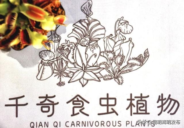 花艺新宠！嵩明有个食虫植物“千奇王国”