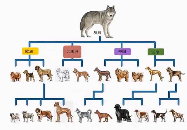 把野生狐狸驯化成宠物需要多久？硬核科学家只花了60年