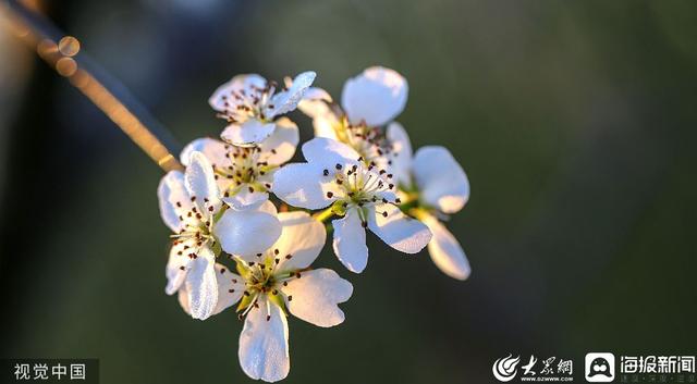 济南发布“特色林果”赏花地图 10余种花、40处赏花地等你来赏