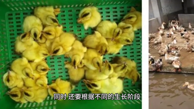 小鸭子怎么养成活率高