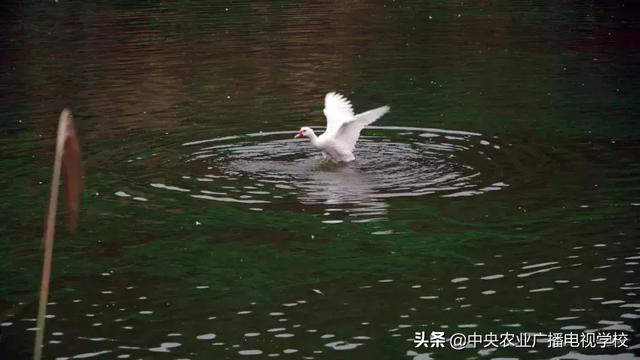 【农广天地】矮树上结出香甜的果、跨界才子养出善飞的鸭