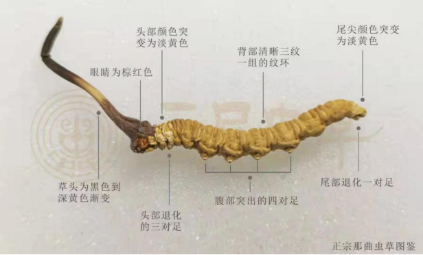 什么是冬虫夏草断草、穿条、憋草、死草、混草、饱满度、干湿度