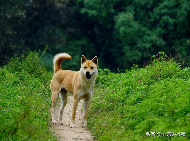 农村养土狗的成本和利润怎么样？