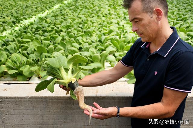 蔬菜水培并不难，掌握种植技巧很简单：如何才能种好水培蔬菜？