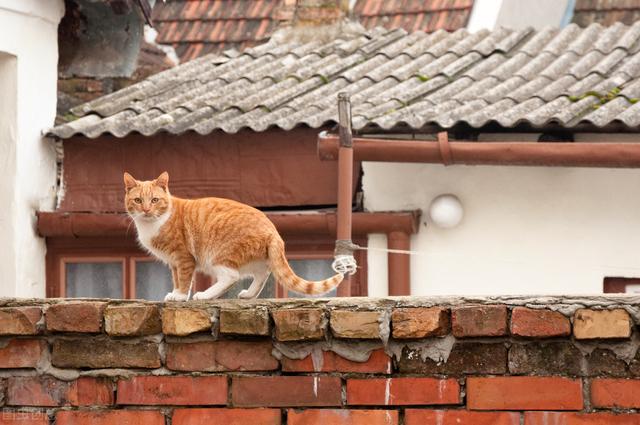 猫都是有灵性的，家猫的驯养与繁殖技术，建议收藏