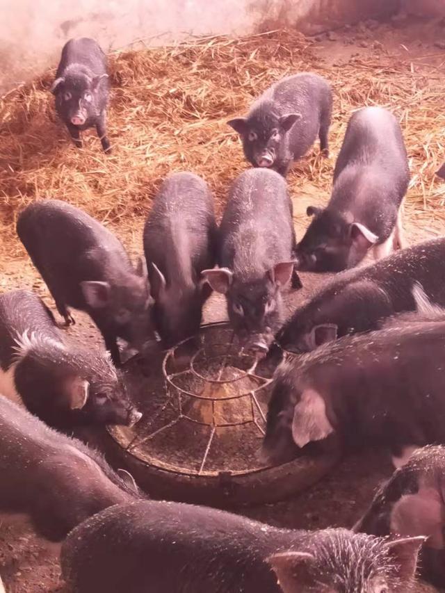 湖南邵阳：陈家桥乡高马冲养殖基地香猪产业精准扶贫见成效