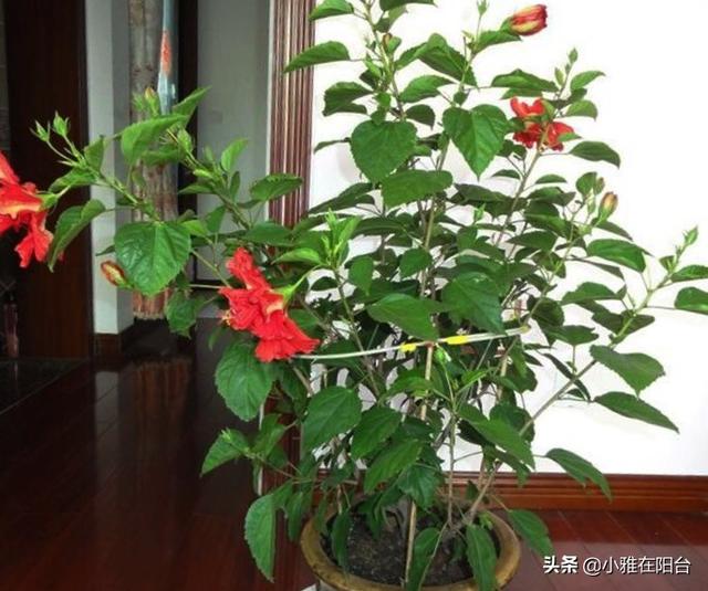 扶桑花这样养，扦插1节枝长1棵，开花一茬又一茬，花大色艳！