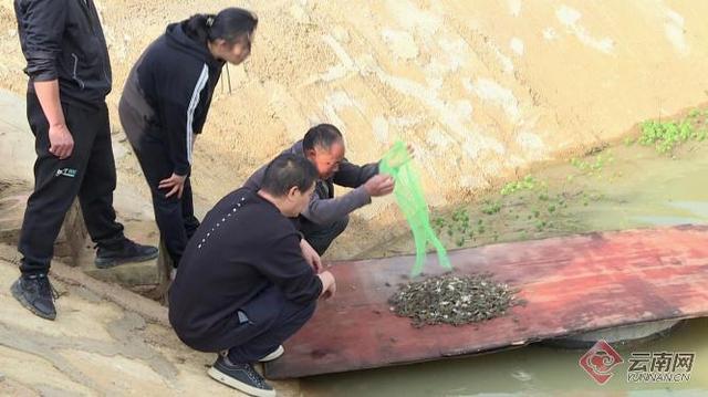 石屏：“稻蟹养殖”探索绿色生态农业发展新模式