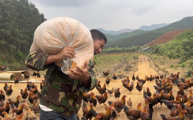 小伙深山放养3000只土鸡，看看养了7个月后，一只鸡的利润有多少