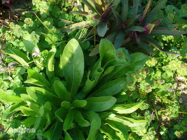 室内绿植养啥好？常见室内绿植养护知识