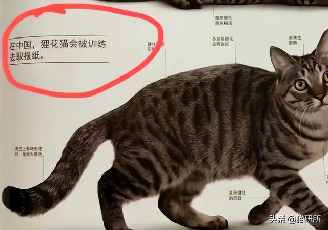 中华田园猫大起底！据说这种猫，天下第一...