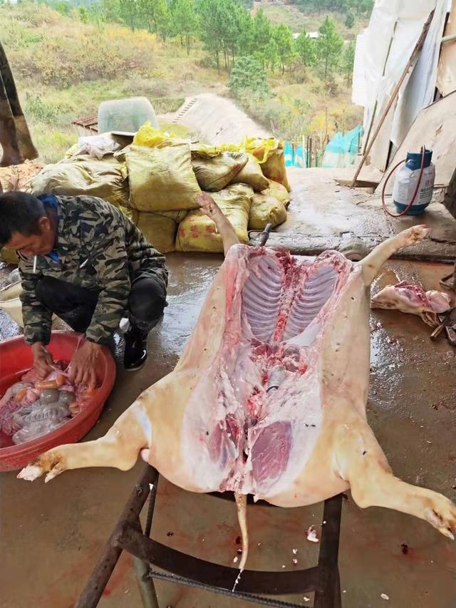 湖南邵阳：陈家桥乡高马冲养殖基地香猪产业精准扶贫见成效