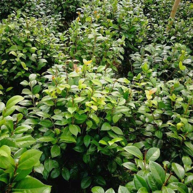 有1种茶花很好养，耐晒耐热、四季开花，枝头上都是花苞