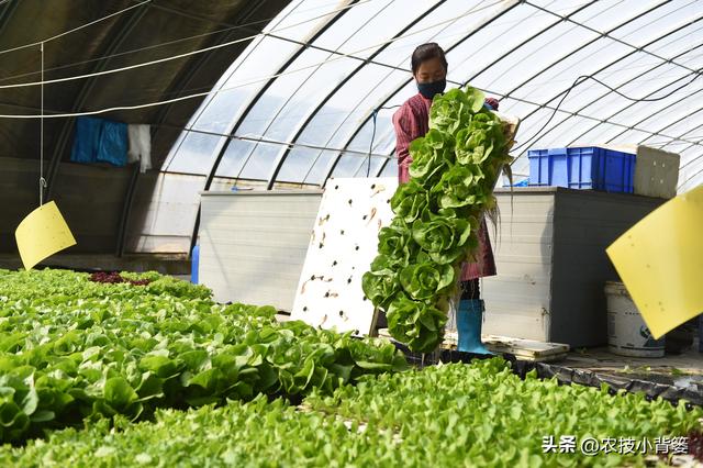 蔬菜水培并不难，掌握种植技巧很简单：如何才能种好水培蔬菜？