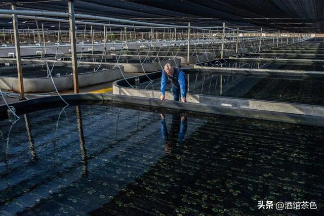 鲍鱼的生物学特性及绿色科学的人工养殖技术