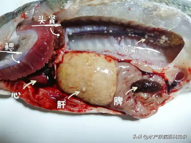 鲈鱼诺卡氏不再顽固难以治疗，必知处理方案