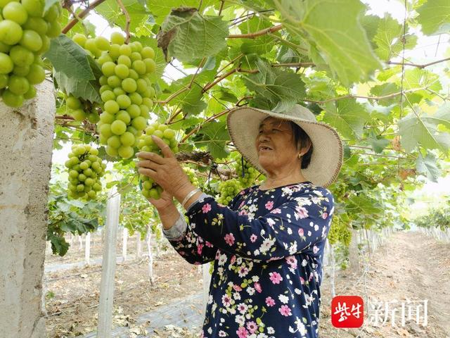 海安：“阳光玫瑰”缀满藤 “葡”就乡村振兴路