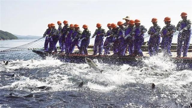 水库施肥养殖花鲢白鲢技术