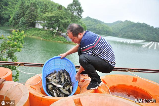 「名特水产」鳜鱼：从养成到育苗，这条鱼究竟贵在哪里？