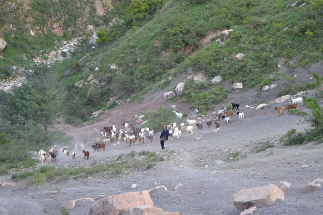 永济吴阎麻坪，高山之上进行养殖，村民收获颇丰