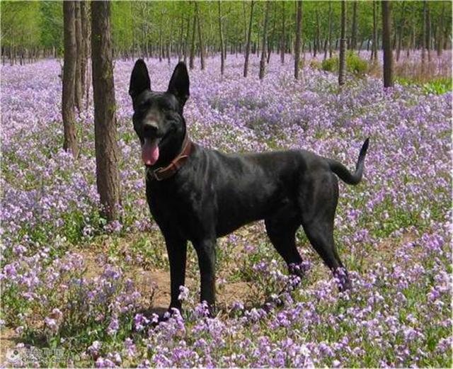 黑狼犬在饲养的过程当中应该注意的事项