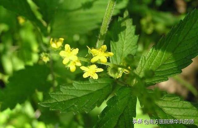 草名龙芽、药名仙鹤：上补肺肝脾，中能消积，下止泻痢，还能止血