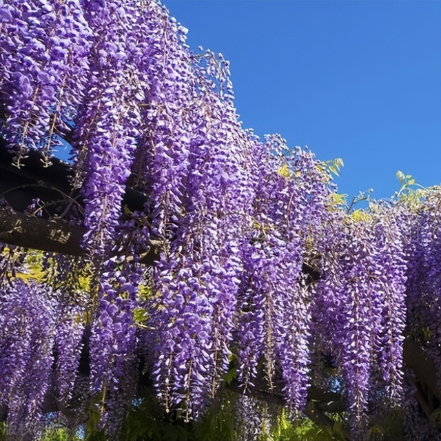 紫藤花春天开成紫色瀑布，夏天绿叶成荫可纳凉，日常咋养护