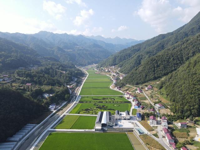 鱼儿为稻田除草、增肥 倒逼稻田必须保持有机种植 长阳尝鲜“稻鱼共作”循环生态模式