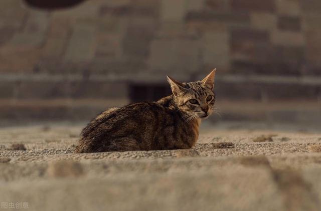 猫都是有灵性的，家猫的驯养与繁殖技术，建议收藏