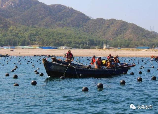 海带分苗抢农时，不误丰收好年景