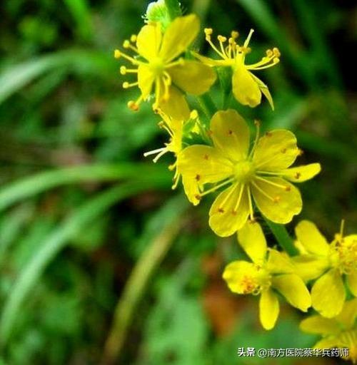 草名龙芽、药名仙鹤：上补肺肝脾，中能消积，下止泻痢，还能止血