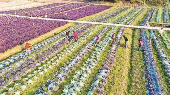 儒雅璧山 田园都市