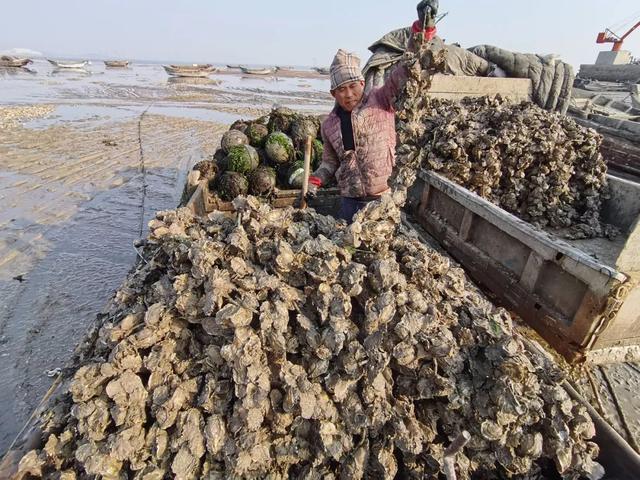 青岛这种海鲜每天上岸百万斤 你喜欢怎么吃？