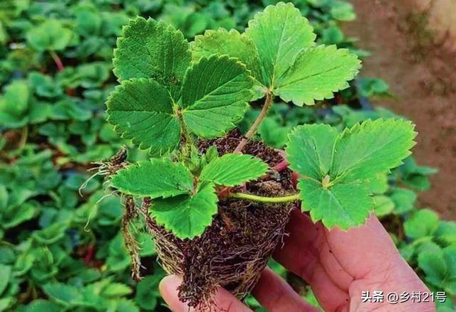 今天给大家分享种植草莓的方法，先育苗再移栽，三个细节要注意