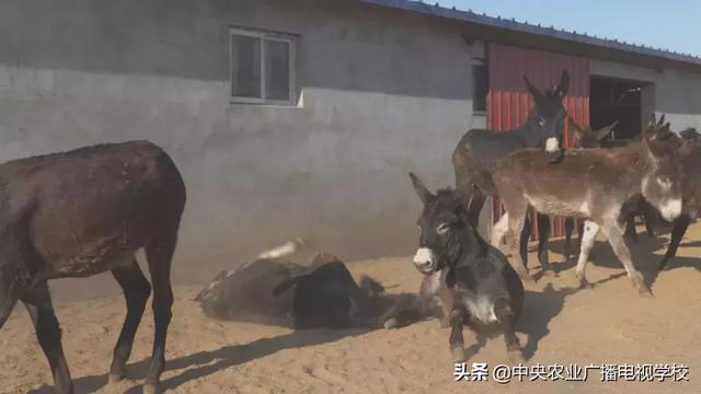 [农广天地]桑干河畔驴鲜 兔嫩