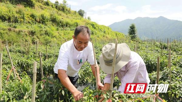 退役军人创业故事丨 谢爱成：返乡创业带领村民走上“致富路”