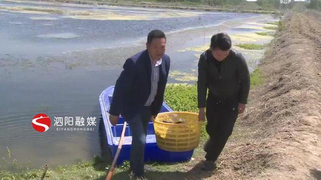 江苏省宿迁市泗阳：小龙虾大量上市基地迎来丰收季