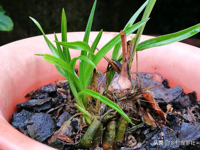 如何让兰花新芽不死？提高新苗成活率的关键，3怕3喜欢