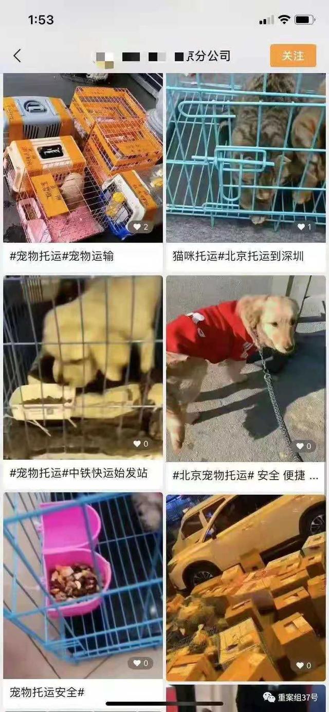 金毛犬之死背后的宠物托运乱象：空运改陆运，违规“代办”检疫证