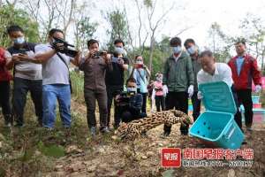 广西特种动物养殖场(豹猫、蛇雕、仓鸮……广西这33只“神奇动物”回家了)