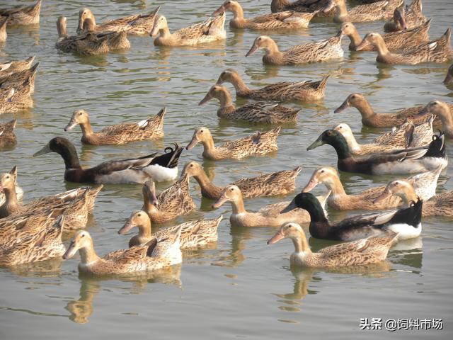 颈长羽亮，肉细皮嫩，蛋香味美——微山麻鸭鸭漂亮蛋好吃