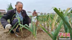 2017年大蒜种植面积(河南周口：丰收季大蒜采销忙)