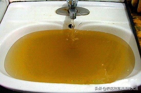 铁锈水浇灌茉莉花，有什么效果和后果？养花请别“剑走偏锋”