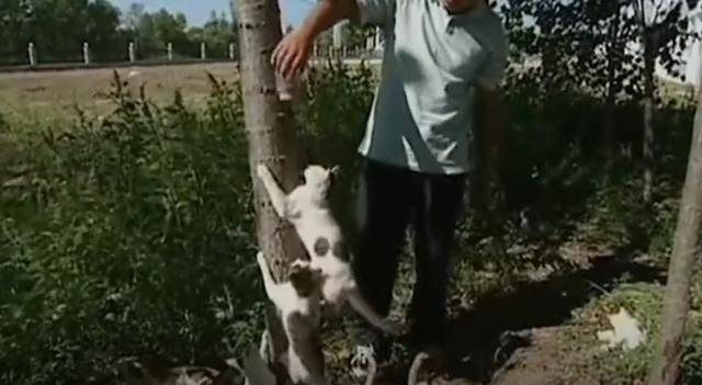 辽宁男子训练出特种猫群，分工明确听指挥，在粮厂内进行猫鼠大战