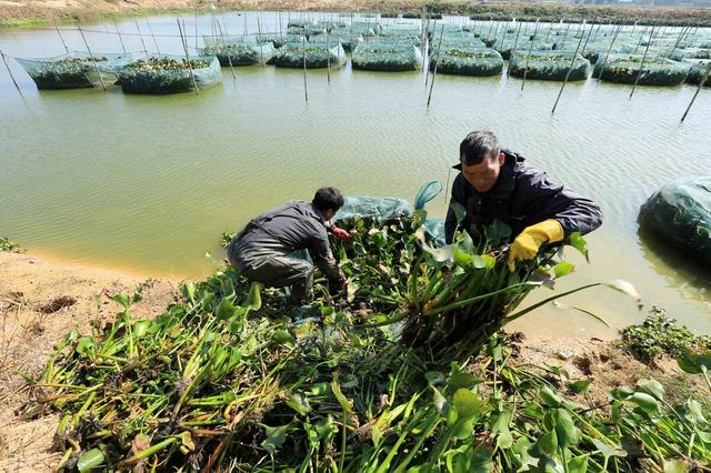 我用水泥池养殖黄鳝，投入两百条鳝鱼苗，养了四个月，结果怎样？