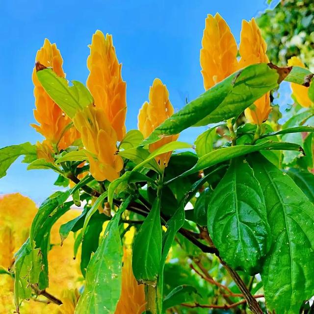 分享外形独特，花姿优美，色彩艳丽，层层叠叠的虾衣花