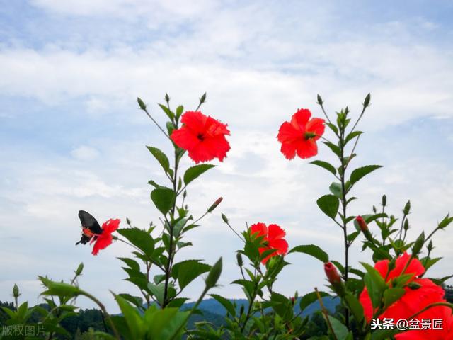 种这10种“花”，全年开花，室内花香不断