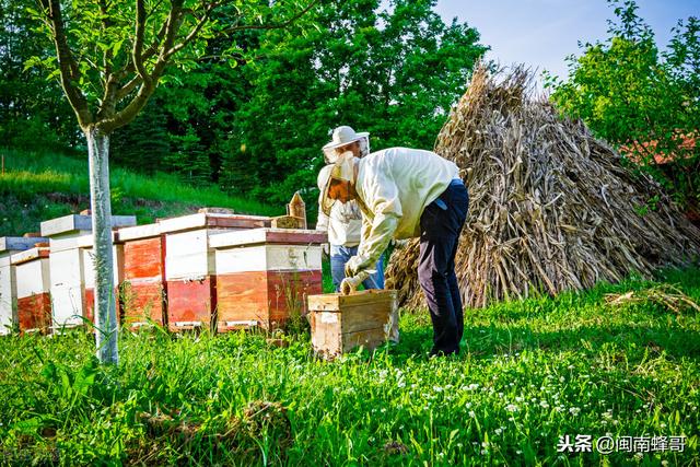 蜜蜂养殖15年，参透1个“等”字技术，老蜂农你领悟到了吗