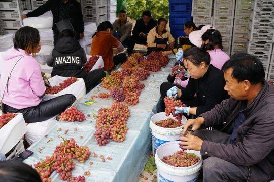 西昌现代特色农业样本：10万亩小葡萄，带动10亿元大产业