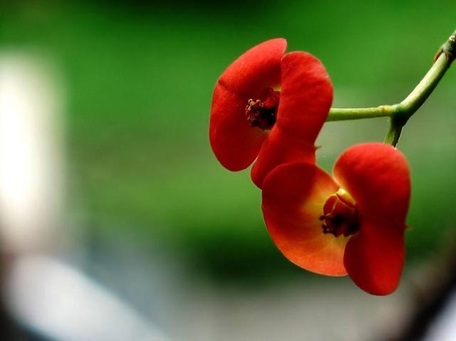 虎刺梅养对了，一年四季都能开花